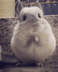 Giphy - Mouse Hamster GIF by Demic