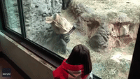 Monkey See, Monkey Do: Gorilla Plays With Little Girl at Buffalo Zoo