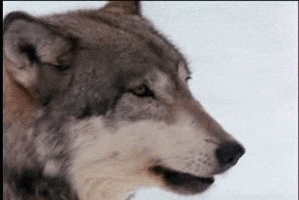 howling wolf GIF