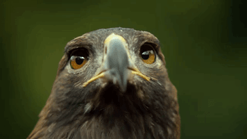 slow motion golden eagle blinking GIF