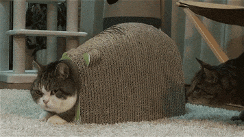 ltxbuilder cats GIF