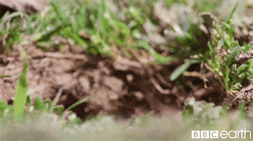 Oh Hello Wildlife GIF by BBC Earth