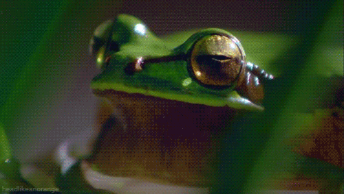 gif used in post