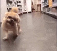 Dog GIF