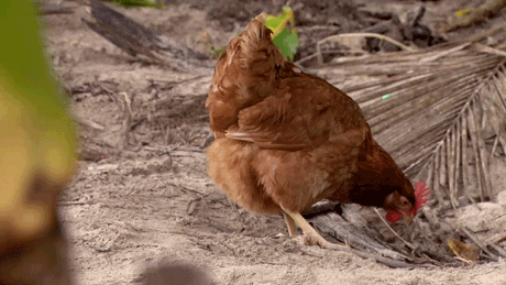 survivorau GIF australského Survivora