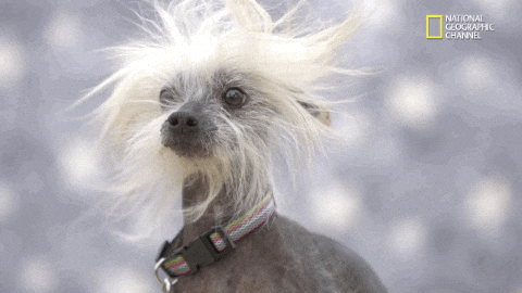 https://media2.giphy.com/media/d3Fym9OQ08o6agYE/giphy.gif?w=144