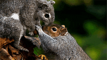 Nature Pbs Squirrel GIF by ThirteenWNET