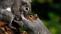 nature pbs squirrel GIF by ThirteenWNET
