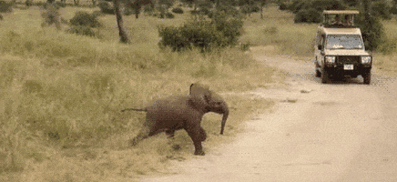 Elephant Running GIF