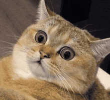 Cat GIF