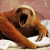 Sloth Yawn GIF - Find & Share on GIPHY