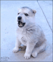 puppy howl GIF