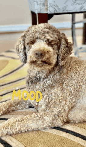 Dog GIF