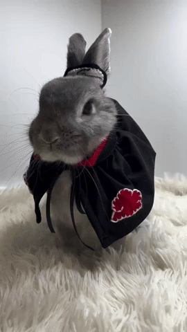 Narutobunny GIF