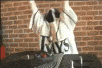 Tampa Bay Rays Cat GIF - Find & Share on GIPHY