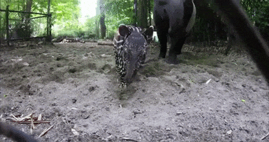 Baby Animals Hello GIF by Woodland Park Zoo