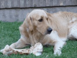 GIF by Brújula Estudio