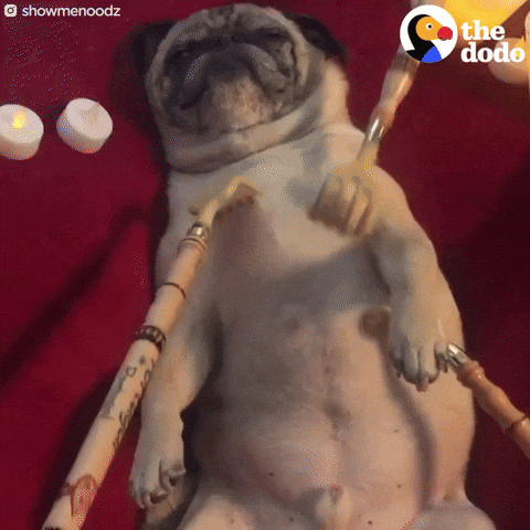 Dog Pug Gif By The Dodo Find Share On Giphy