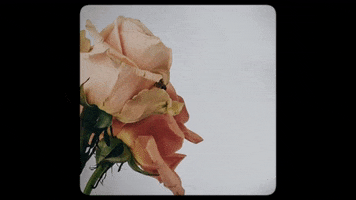 Music Video Flower GIF by Ultra Records