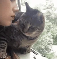 cat GIF