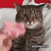 Shocked Cat GIF by Digimate.io
