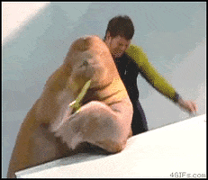 Video gif. A walrus holding a tiny saxophone and a man in a wetsuit twist and flail in celebratory dancing.