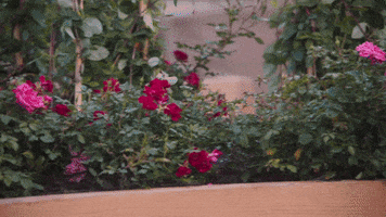 spring fever flowers GIF by Hallmark Channel