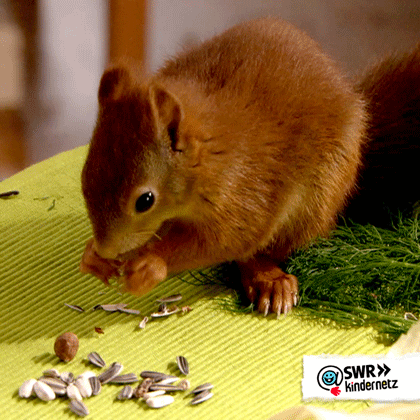 Squirrel Nuts GIF by SWR Kindernetz