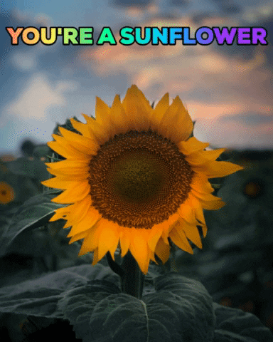 surbhikaushik flower yellow sunny sunflower GIF