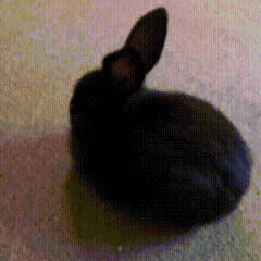 Baby Bunny GIF
