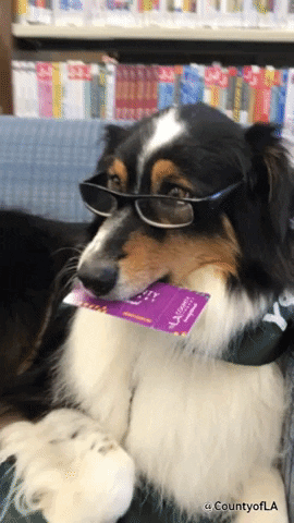Dog Glasses GIF by County of Los Angeles