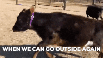 Goats of Anarchy GIF