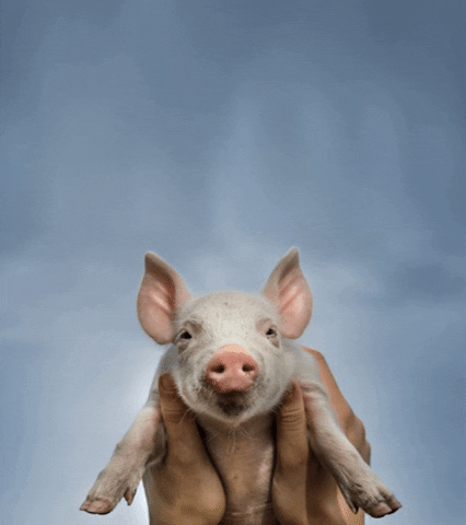 Baby Animals Love GIF by Mercy For Animals