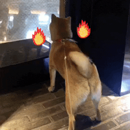 Fire GIF