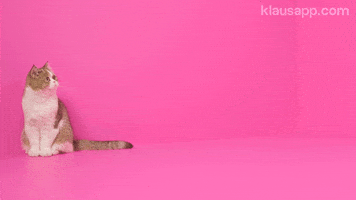 Cat Meow GIF by Klaus