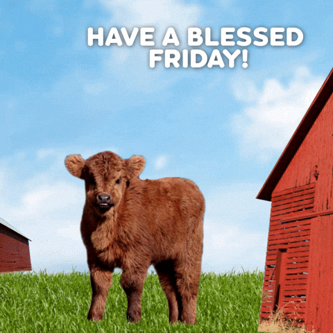 Farm Animals Friday GIF by James Koroni