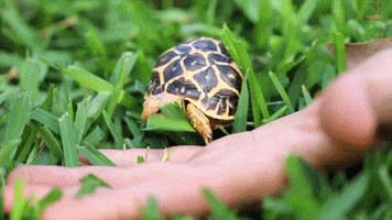 Tiny Tim Tortoise GIF by Storyful