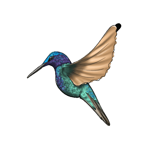 Curacao Sticker