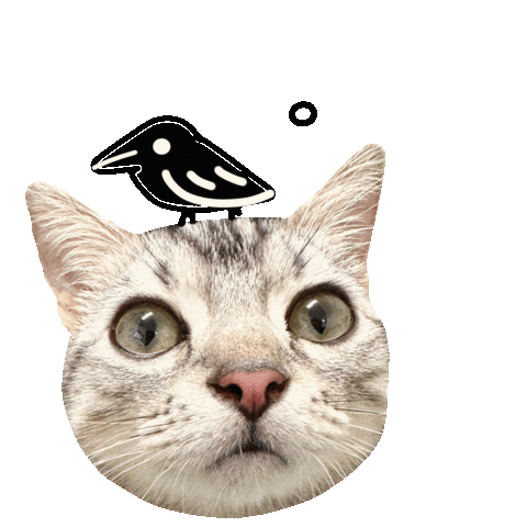 Cat 貓 Sticker
