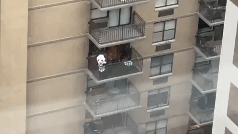 Rocket-city-trash-pandas GIFs - Get the best GIF on GIPHY
