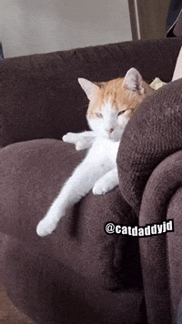 Cat Angry GIF - Cat Angry CatBite GIFs