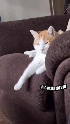 Angry Cat GIF by STAGEWOLF