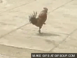 chicken rooster GIF