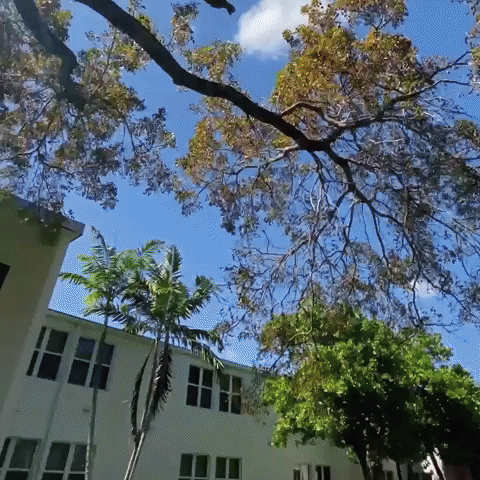 Dorms Oncampus GIF by STUMiami
