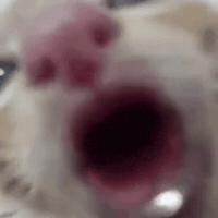 Cat Eat GIF