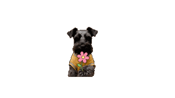 Gracias Schnauzer Sticker
