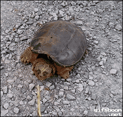 Snapping Turtle Bite Gif