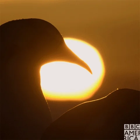 sunset penguins GIF by BBC America
