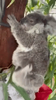 Adorable Koala Scratches an Itch