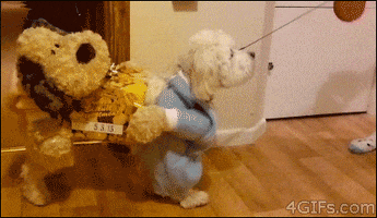 Video gif. A dog is wearing a Halloween costume that makes it look like there are two dogs carrying a package together.